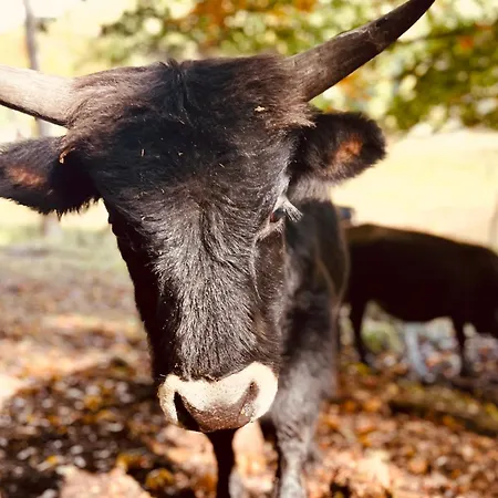 Bonne Ame - Mit Sauna Daire